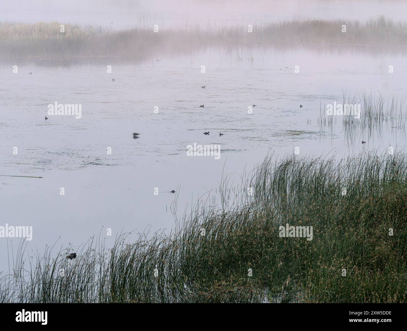 Uccelli acquatici su uno stagno nebbioso all'alba al Lostwood National Wildlife Refuge. Foto Stock