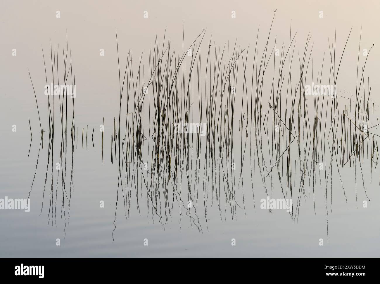 Pantaloni in uno stagno nebbioso all'alba al Lostwood National Wildlife Refuge. Foto Stock