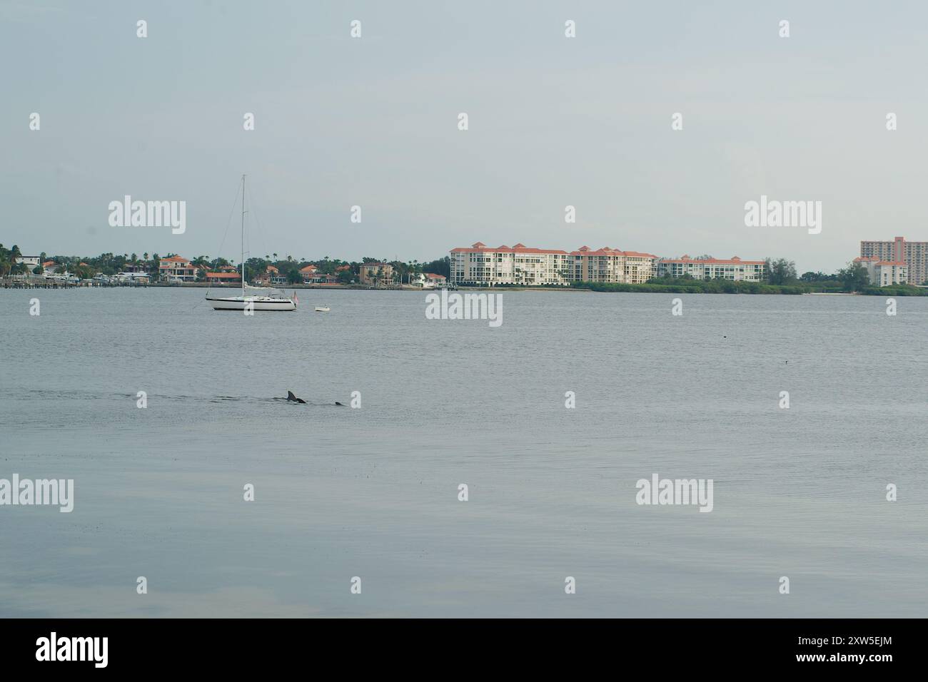 Il paesaggio stratificato dei delfini esce dall'acqua sull'acqua blu per andare a motore sulla costa verde degli alberi sul retro con cielo blu nel tardo pomeriggio. Foto Stock