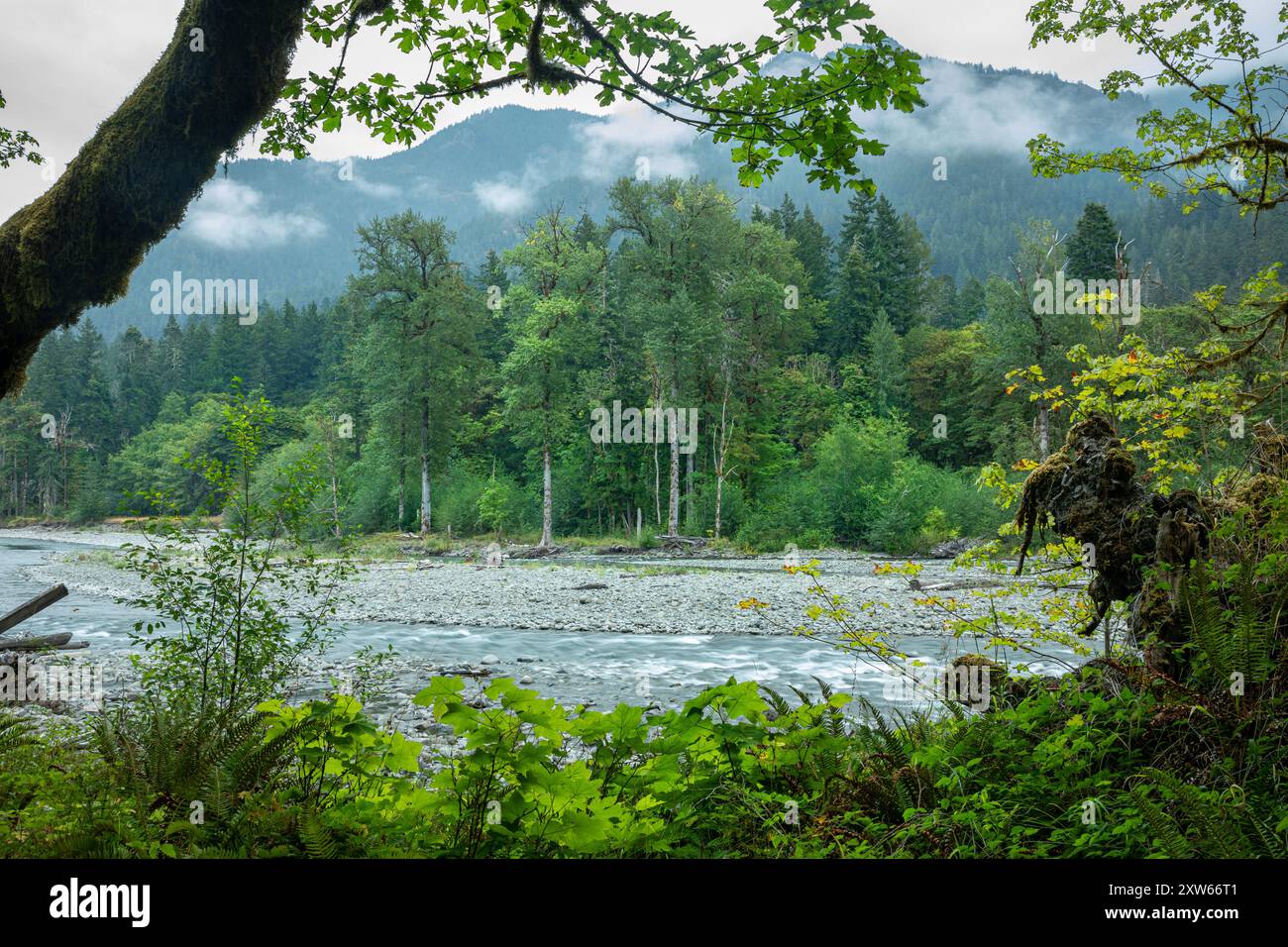 WA25583-00...WASHINGTON - il fiume Elwha visto dal West Elwha River Trail; Olympic National Park. Foto Stock