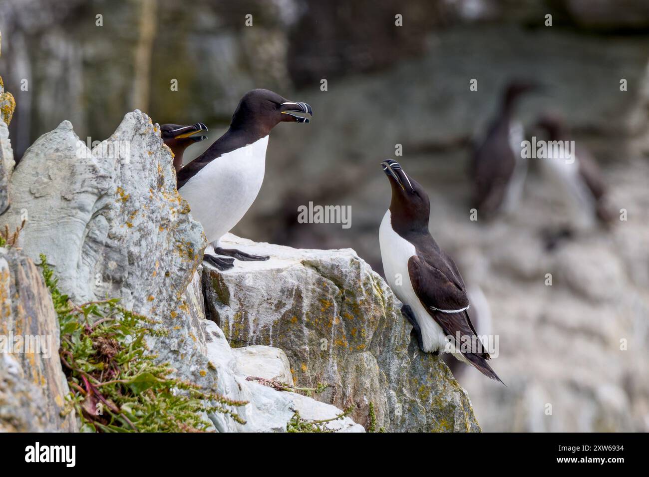 Due Razorbills o Alca Torda arroccati elegantemente su una scogliera vicino a South Stack in Galles con uno sfondo sfocato. Foto Stock