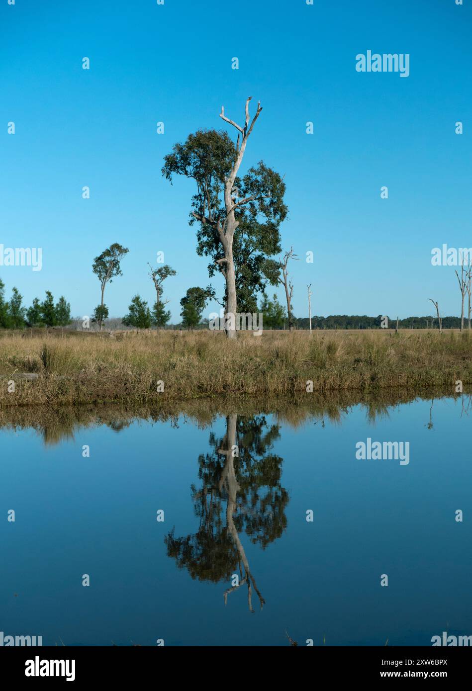Vecchio albero di eucalipto sulla riva di una laguna di billabong dell'entroterra australiano. Foto Stock