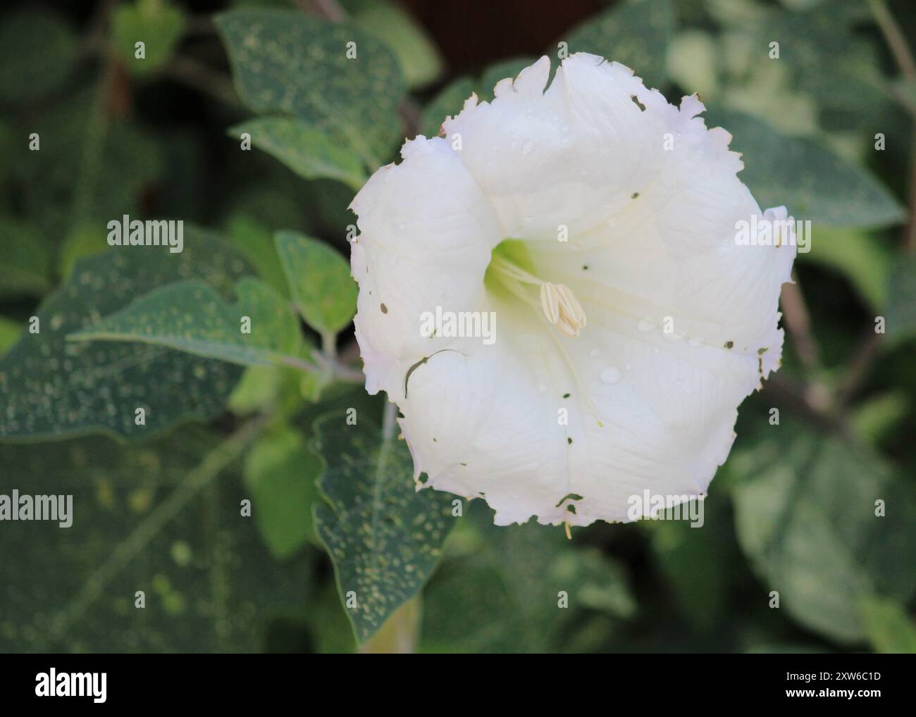 Primo piano di un fiore Datura tutto bianco al Ramsey Canyon di Hereford, Arizona Foto Stock