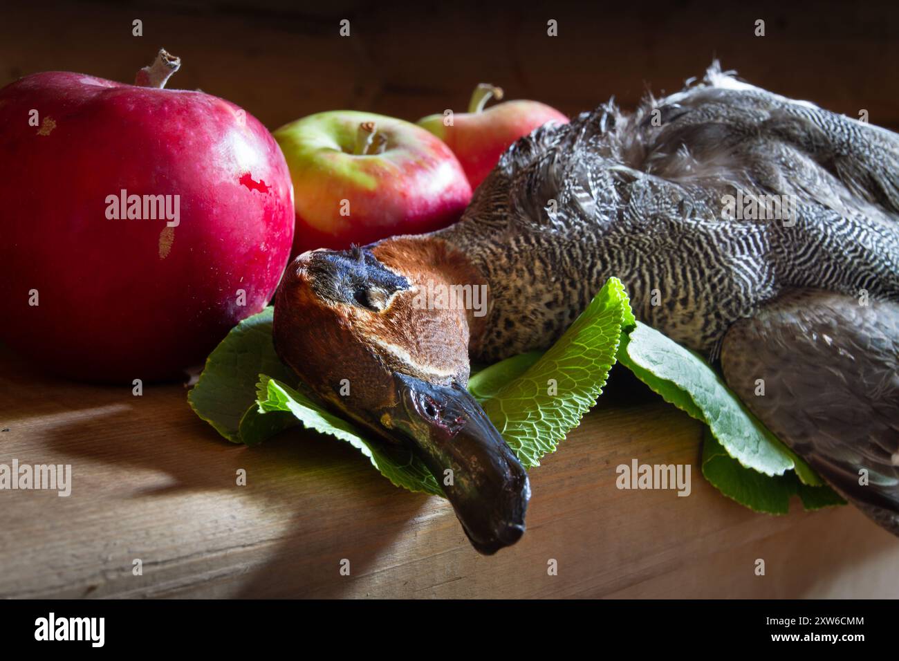 La preda del cacciatore (un whistler di tè abbattuto) giace su un tavolo da cucina in legno accanto alle mele rosse su uno sfondo scuro. Primo piano. Foto Stock