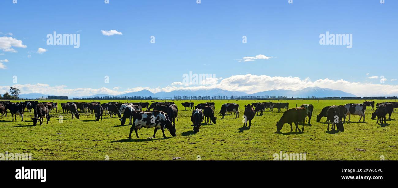 Allevamento di animali da latte sul Canterbury Panorama, Nuova Zelanda. Alpi del Sud in background. Foto Stock