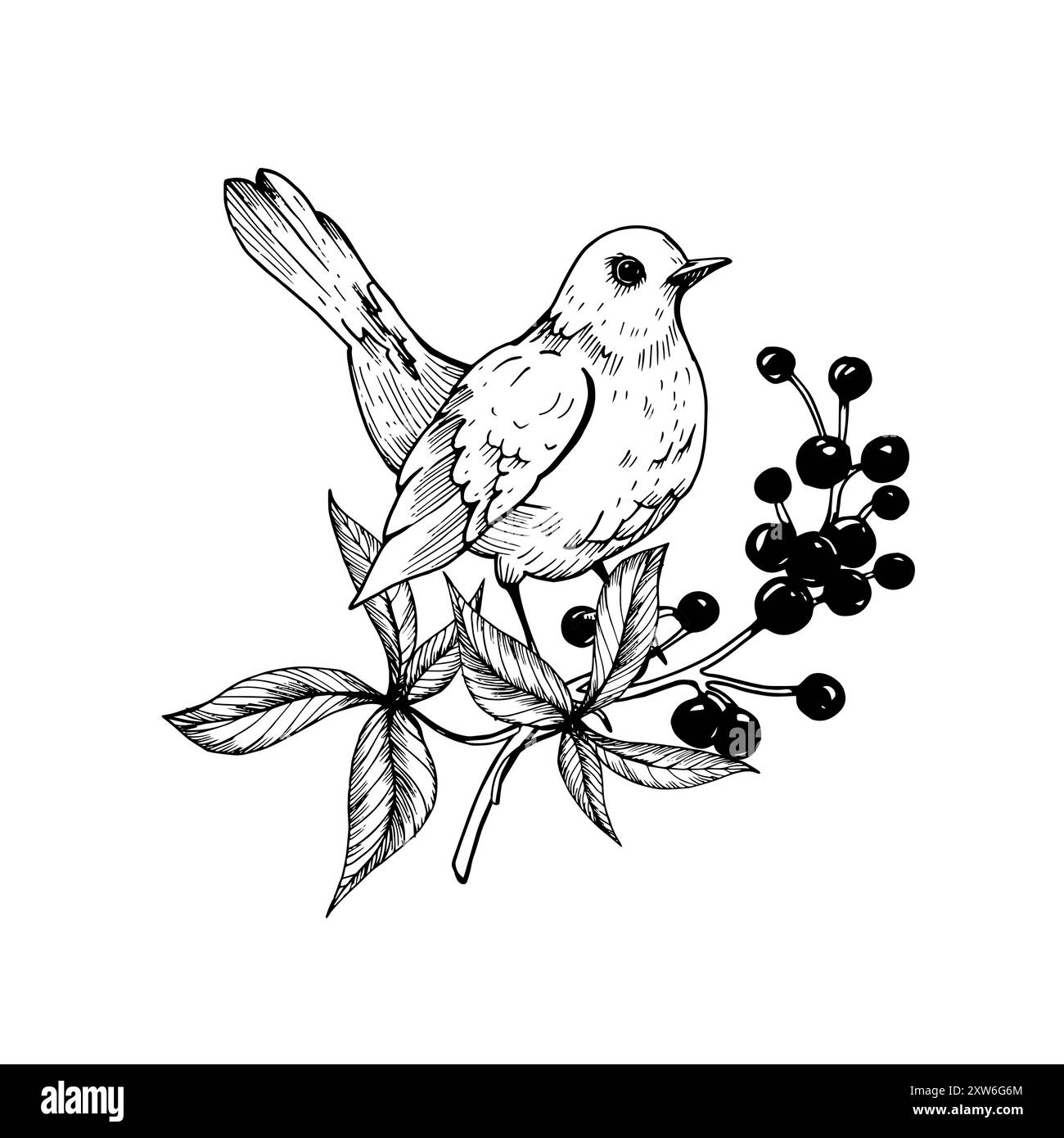 Uccello su un ramo con bacche disegnate a mano. Illustrazione grafica vettoriale in bianco e nero con foglie, blackbird e frutti di bosco. Per il design autunnale di postcar Illustrazione Vettoriale