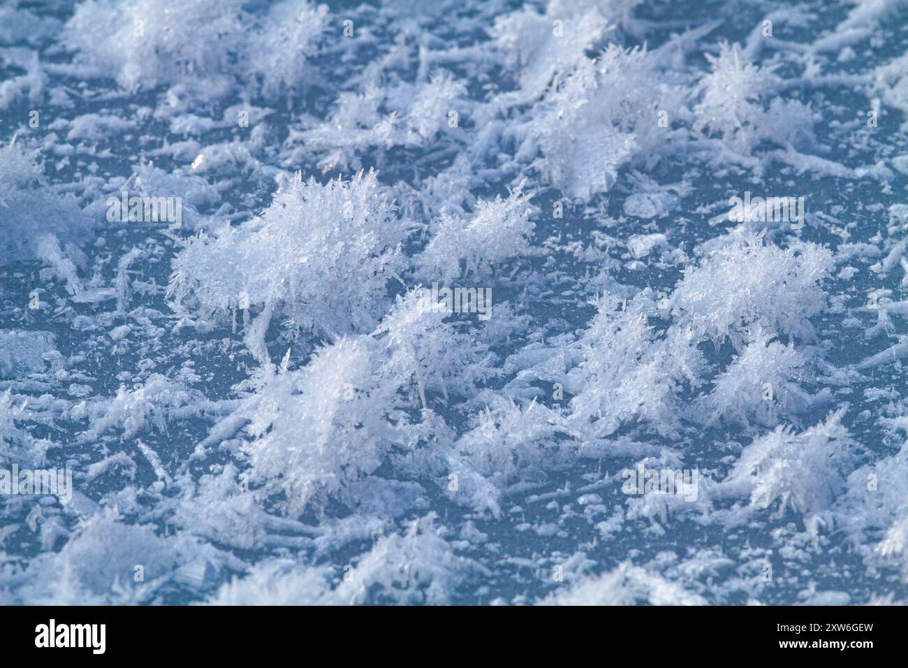 cristalli di ghiaccio crescevano sul ghiaccio di superficie del fiume nel freddo amaro Foto Stock