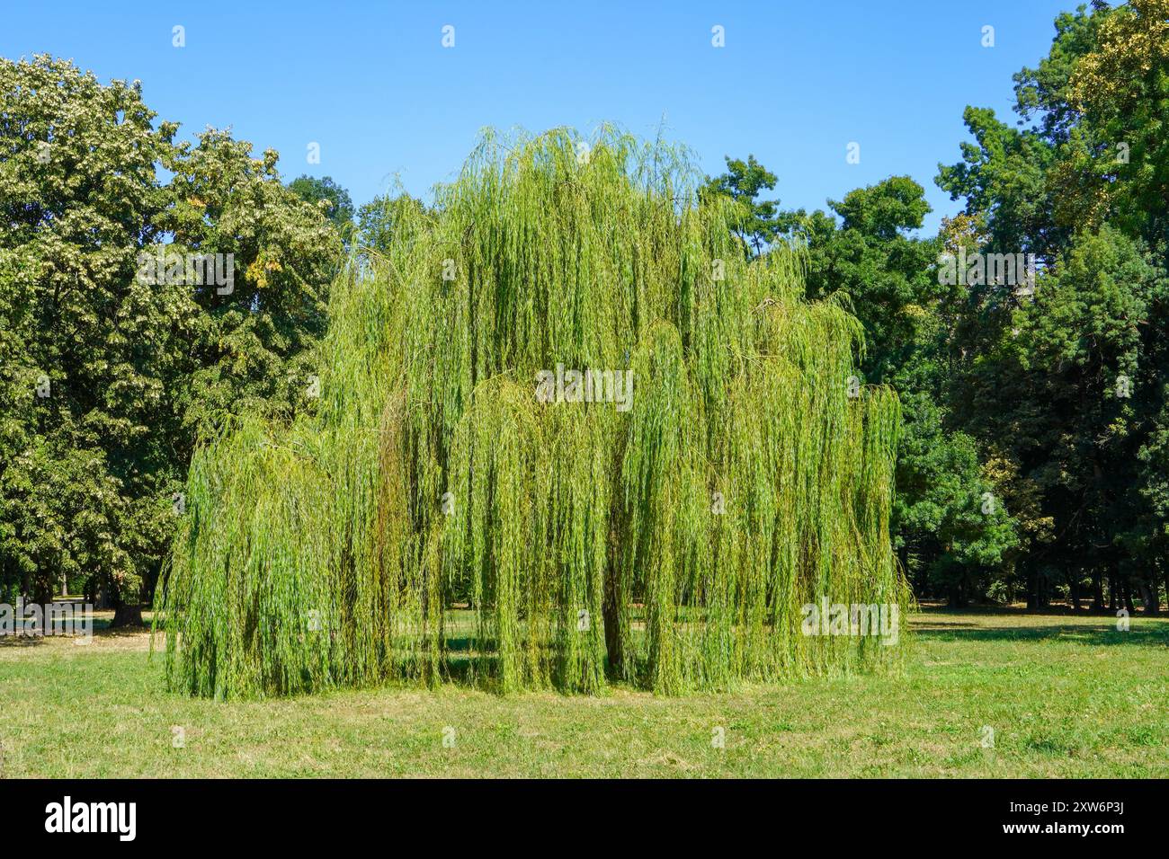 Rami sospesi di salici piangenti Foto Stock