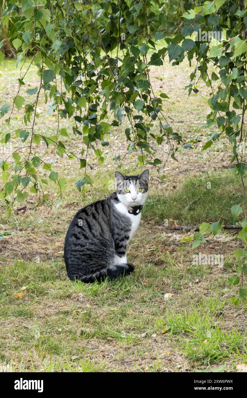 Gatto a righe grigie con viso e petto bianchi, Foto Stock