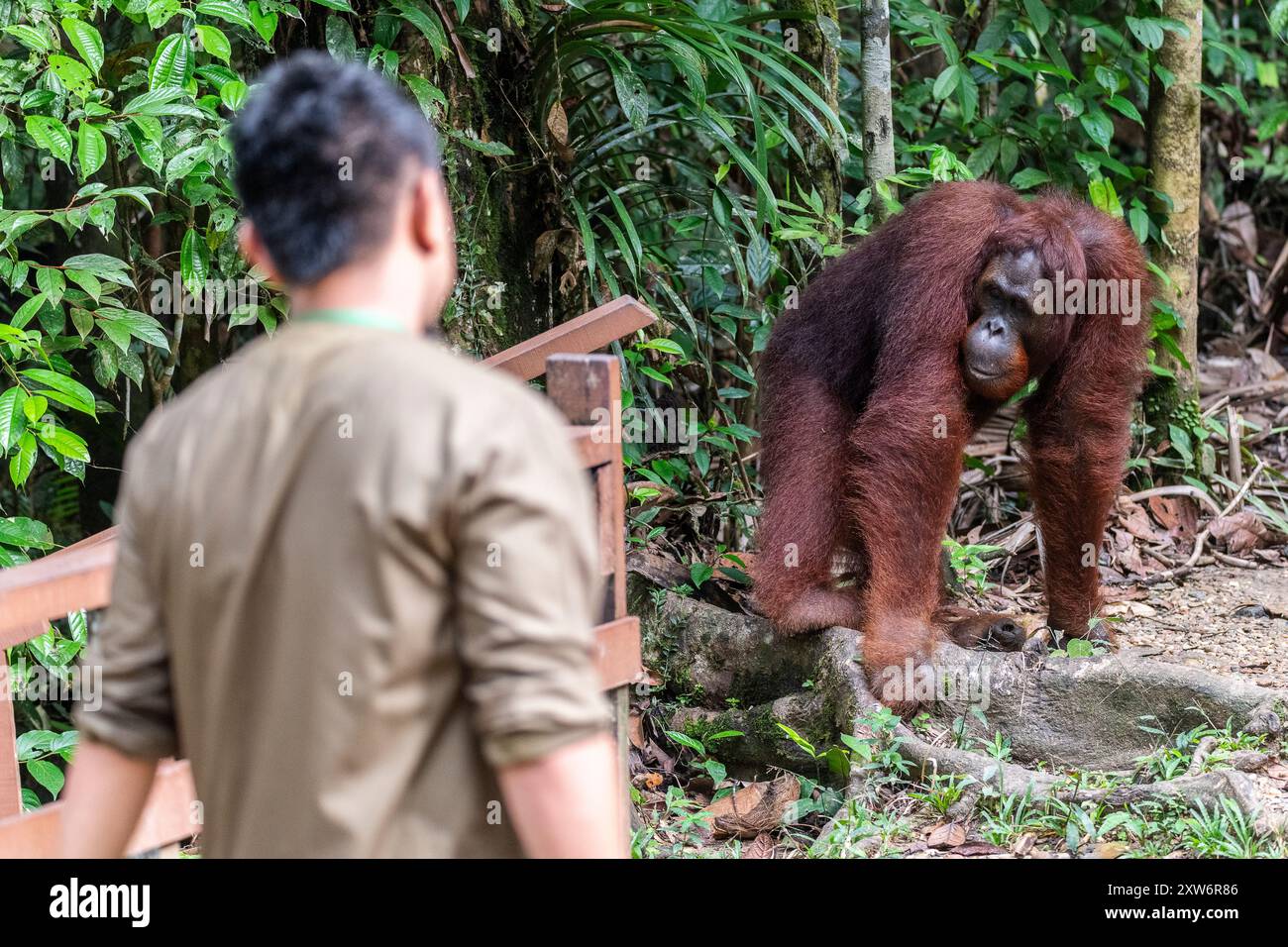 Orango Borneo (Pongo pygmaeus) maschio con custode presso il centro di riabilitazione Foto Stock