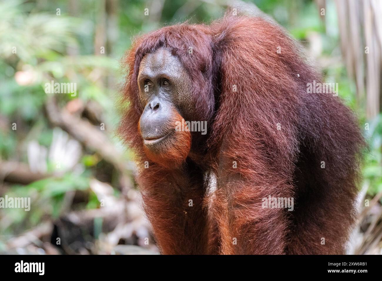 Ritratto dell'orango borneo maschile (Pongo pygmaeus) al Centro di riabilitazione Foto Stock