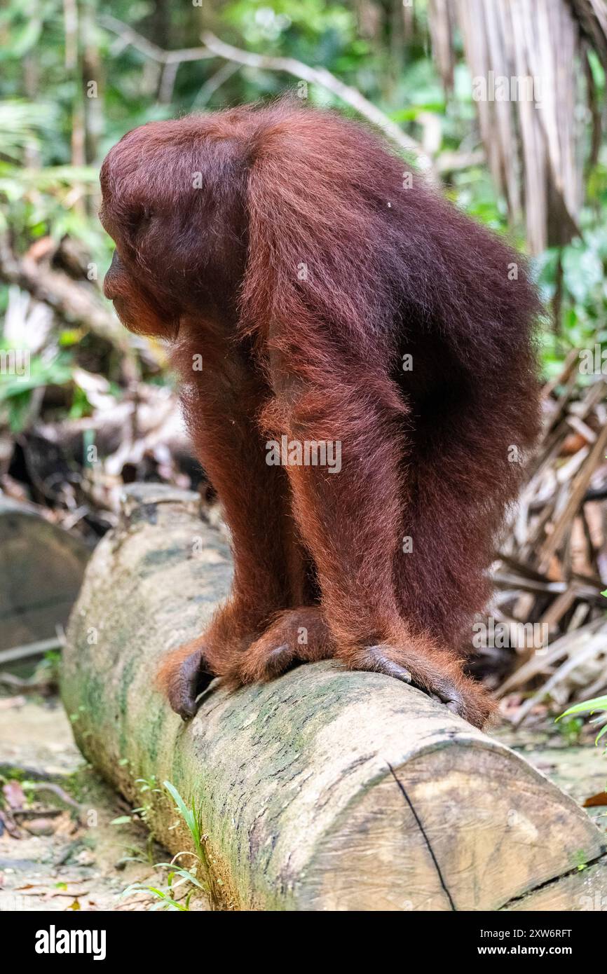 Maschio orangutano Borneo (Pongo pygmaeus) su tronco tronco di albero tagliato, simbolo della deforestazione, presso il Centro di riabilitazione Foto Stock