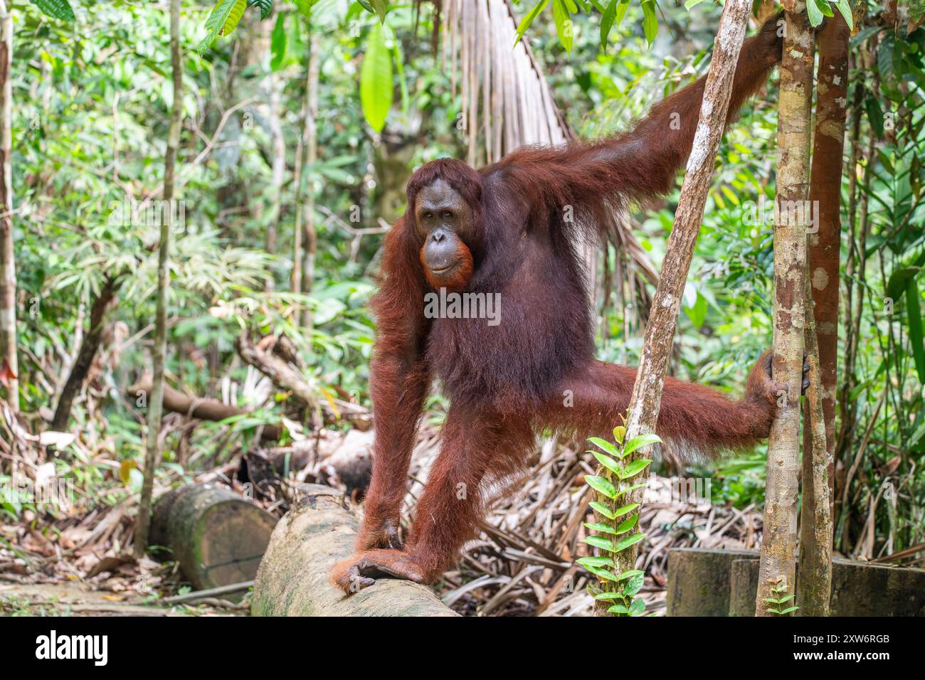 Maschio orangutano Borneo (Pongo pygmaeus) su tronco tronco di albero tagliato, simbolo della deforestazione, presso il Centro di riabilitazione Foto Stock