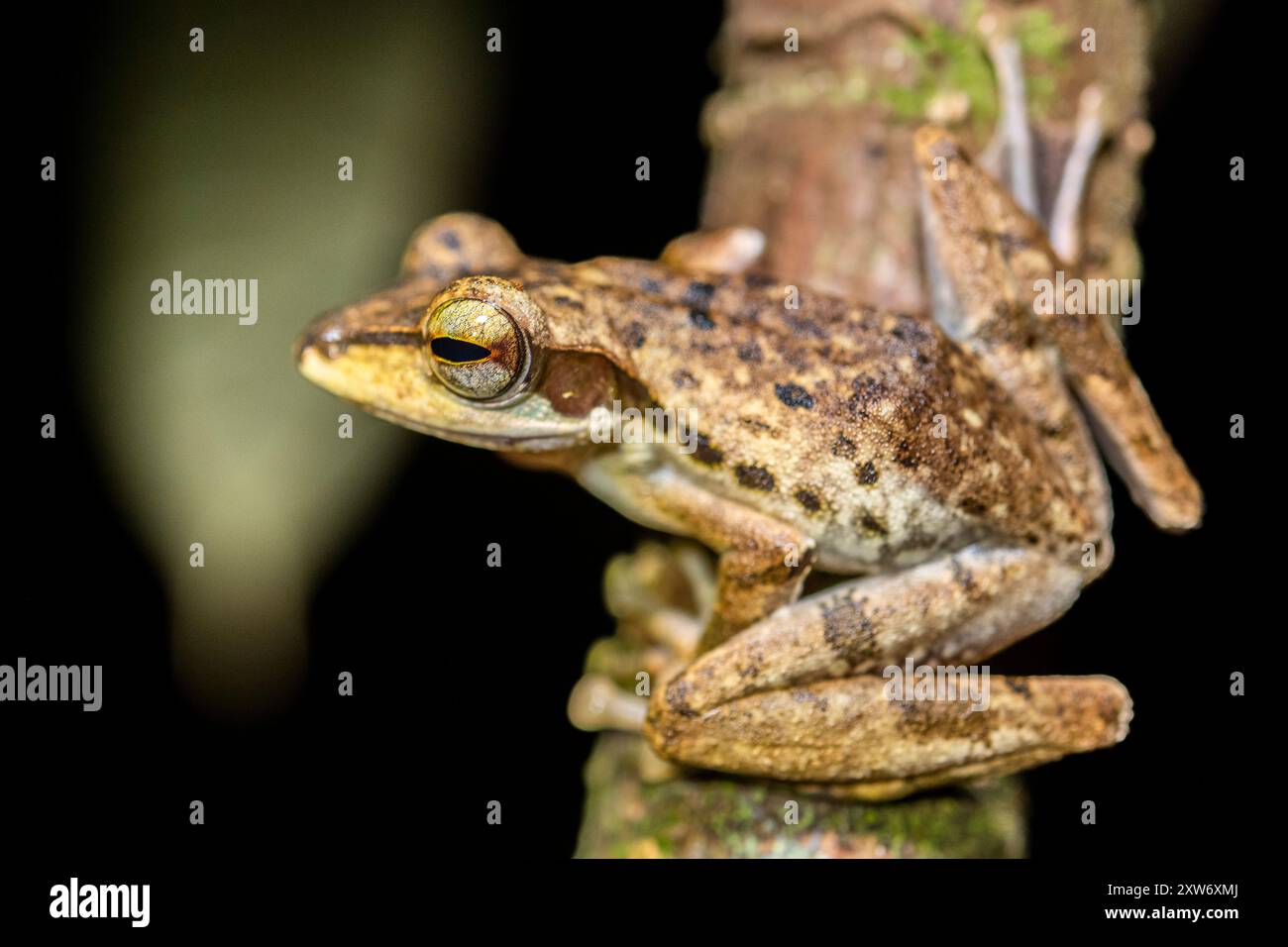 Polypedates macrotis: The Dark-Eared Treefrog of Southeast Asia Foto Stock