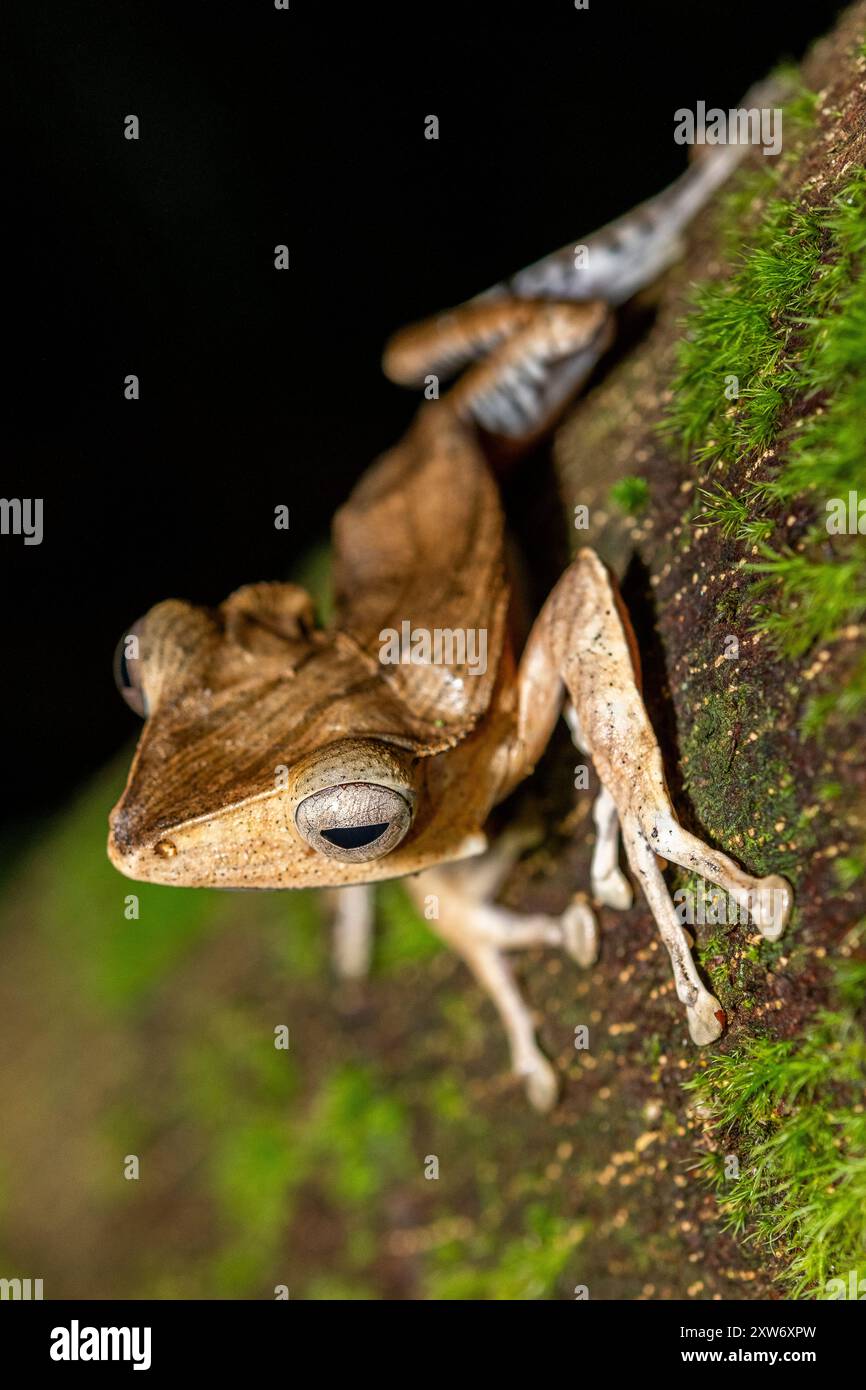 Polypedates otilophus: The file-Eared Tree Frog of Borneo Foto Stock