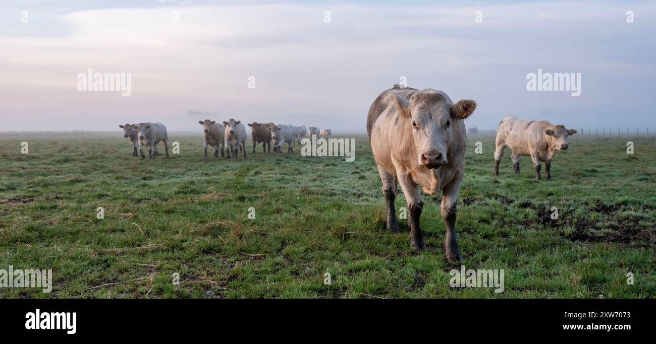 Mucche durante l'alba nella mattina nebbiosa nella valle del fiume Aisne vicino a Charleville mezieres con champagne ardenne Foto Stock