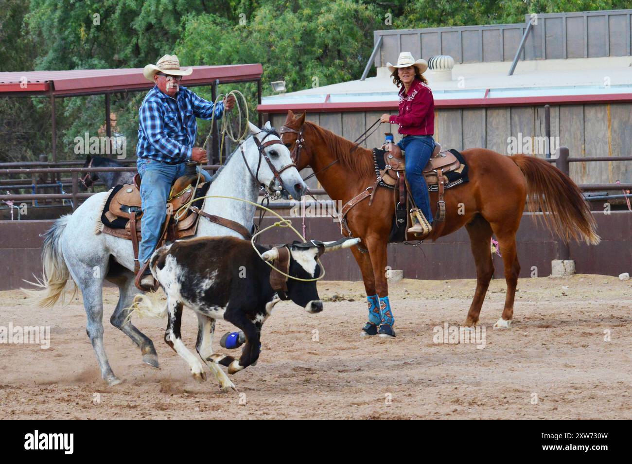 STATI UNITI. ARIZONA. TUCSON. WHITE STALLION RANCH. COWBOY E COWGIRL CHE PRATICANO A LAZO UNA MUCCA DURANTE UN RODEO. Foto Stock