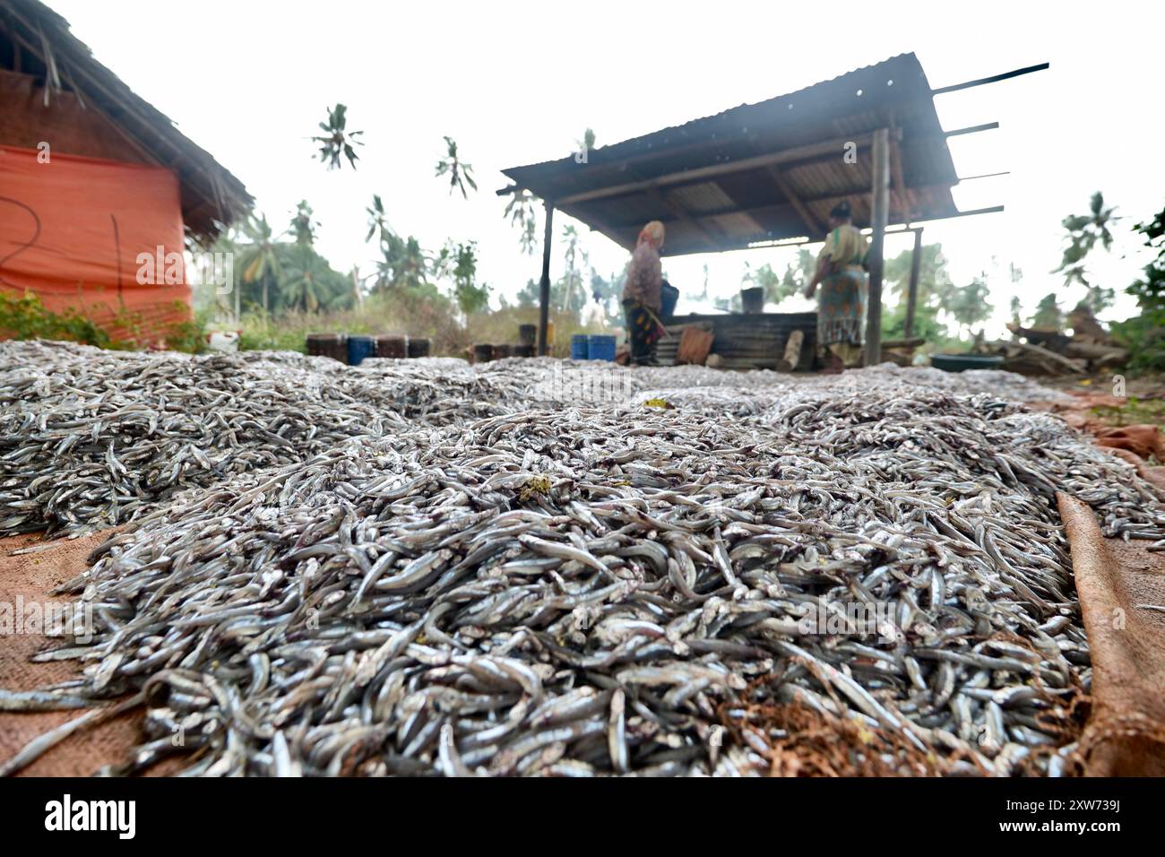Le donne a Zanzibar asciugano al sole piccole sardine prima di fumare. Una pratica tradizionale che ora solleva preoccupazioni a causa della pesca eccessiva e dell'impoverimento marino. Foto Stock