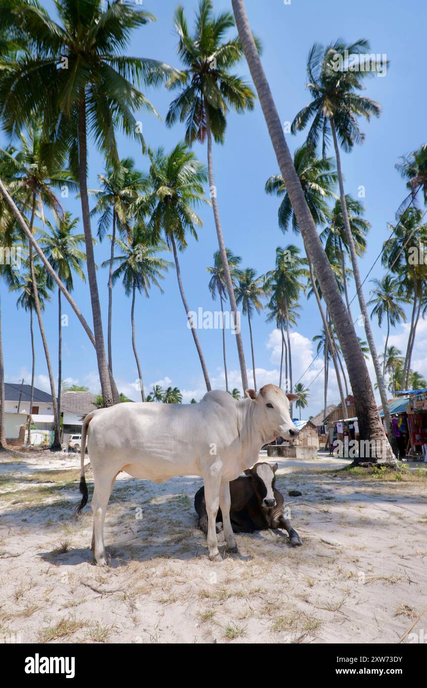 Due bovini zebu in piedi vicino agli alberi di cocco su una zona costiera sabbiosa, uno scorcio di vita rurale che si fonde con i paesaggi tropicali di Zanzibar Foto Stock