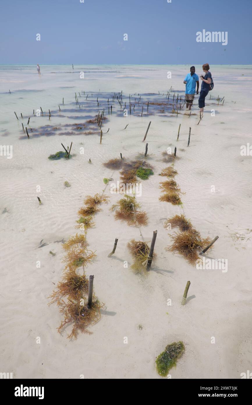 Un uomo e una donna in piedi in acque poco profonde a Zanzibar, discutono di coltivazione delle alghe, un sostentamento tradizionale e sostenibile nelle comunità costiere. Foto Stock