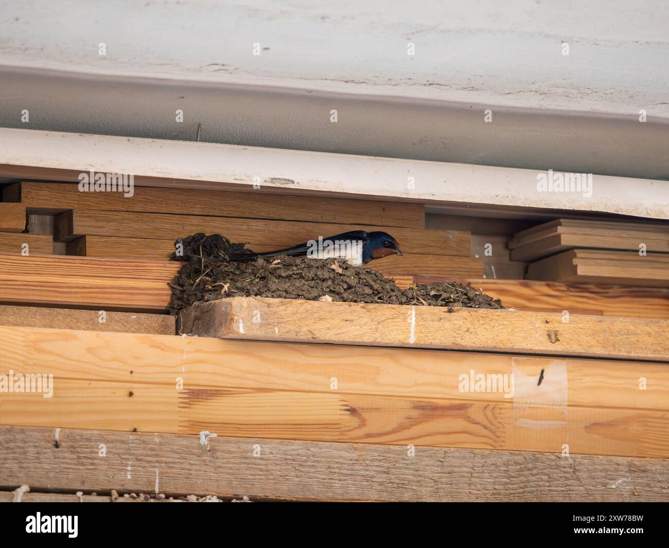 Fienile ingoiato (Hirundo rustica) costruendo un nido di fango in un garage. Uccello selvatico che prepara un posto per la stagione degli accoppiamenti. Comportamento degli animali in Germania. Foto Stock