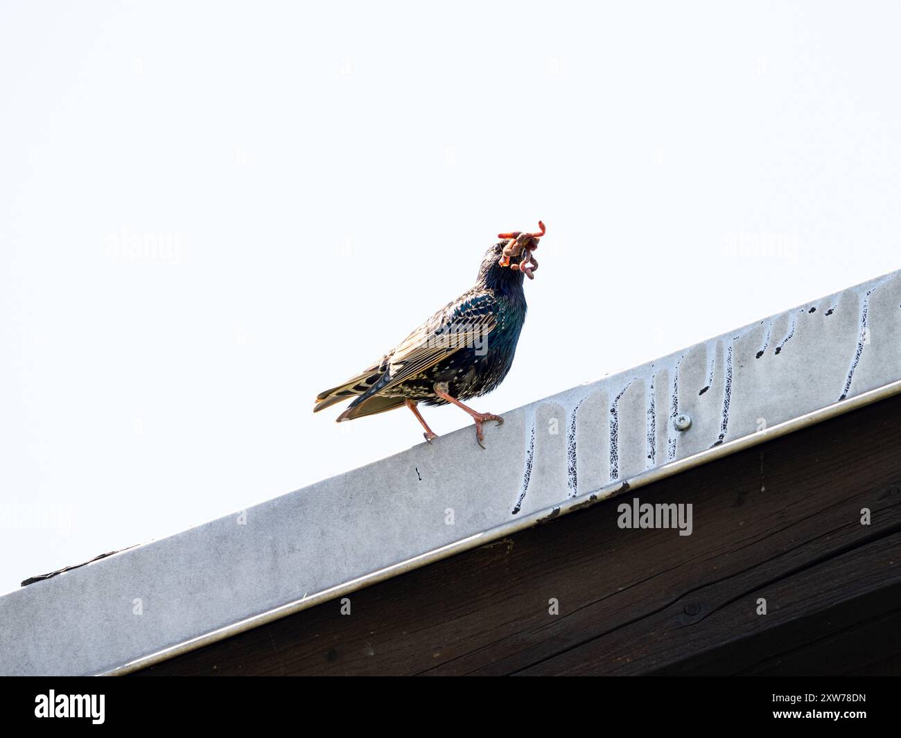 Uccello comune di starling (Sturnus vulgaris) con un becco pieno di lombrichi per nutrire i giovani pulcini. Animali selvatici seduti sul tetto. Foto Stock