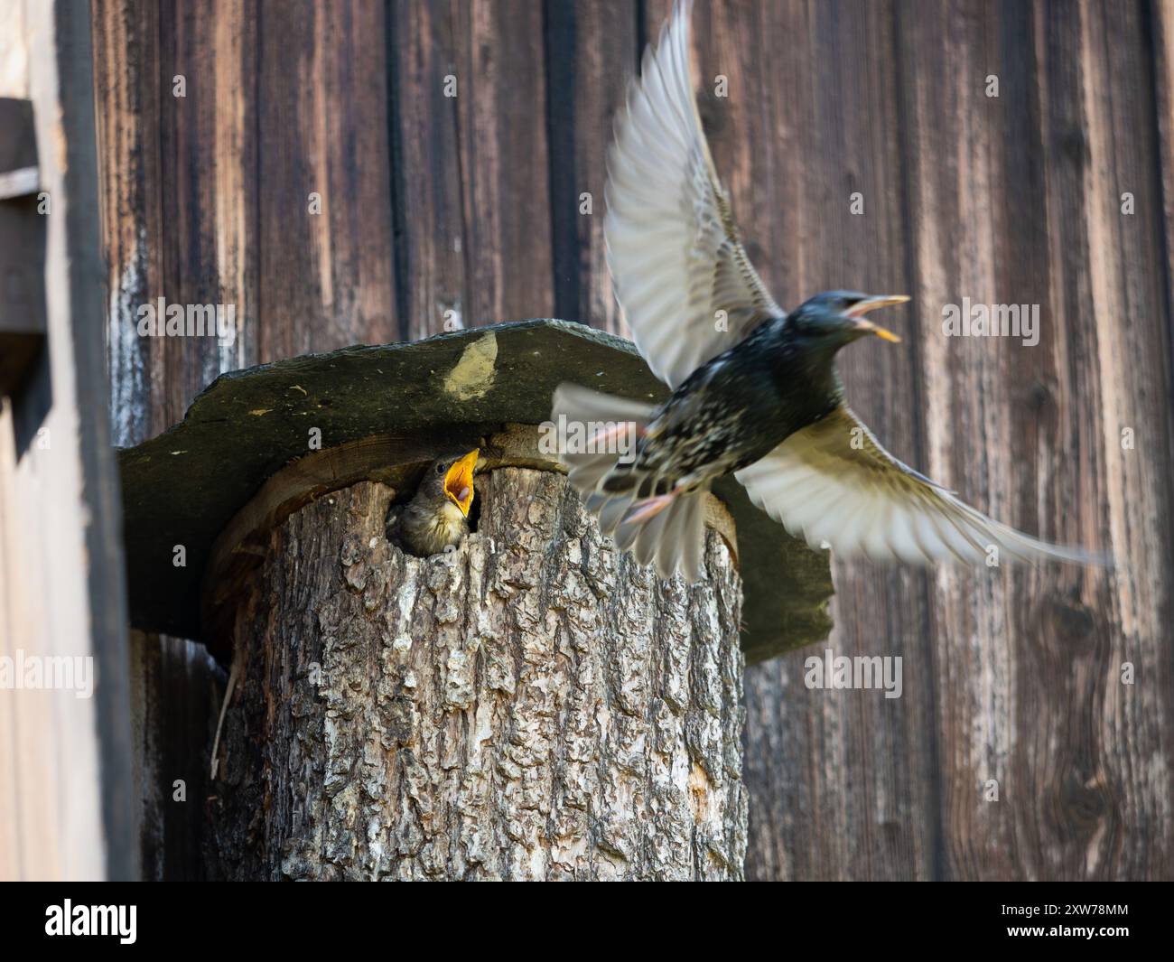 Uccello genitore comune (Sturnus vulgaris) che dà da mangiare al giovane animale. Uccellino seduto nel nido con un ampio becco aperto. Foto Stock