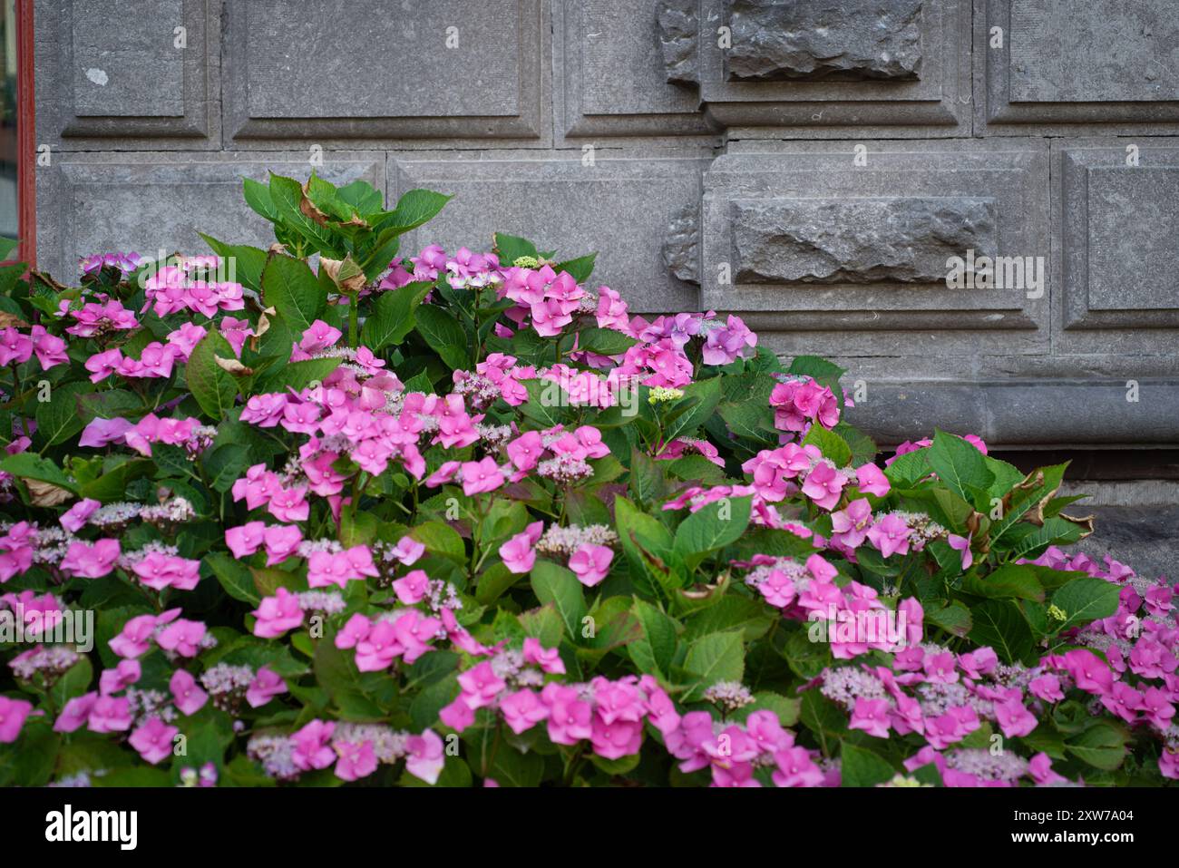 Le ortensie rosa sbocciano contro un muro di pietra grigia, che mostra il contrasto della natura con le strutture artificiali. Foto Stock