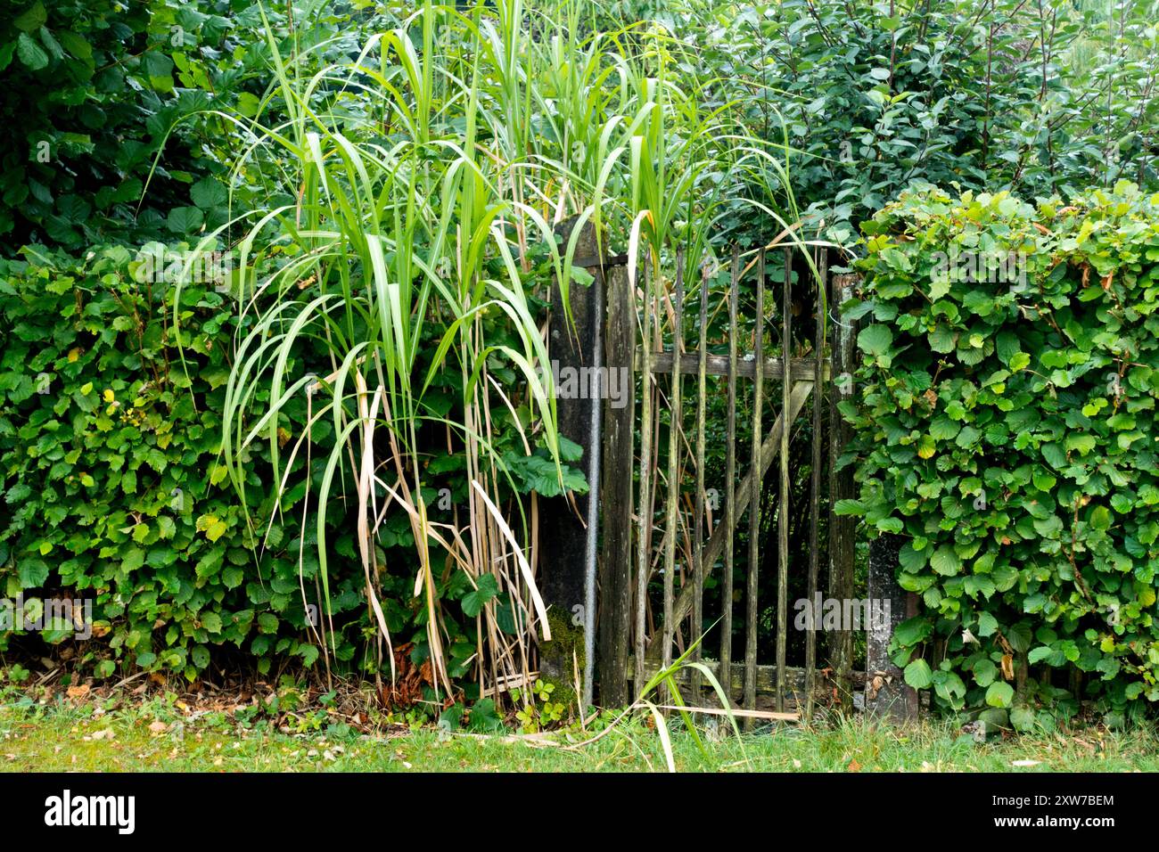 Un cancello poco appariscente per il giardino in una siepe e crescendo erba alta porta Eulalia - Miscanthus Garden Gate, giardino siepe verde Foto Stock