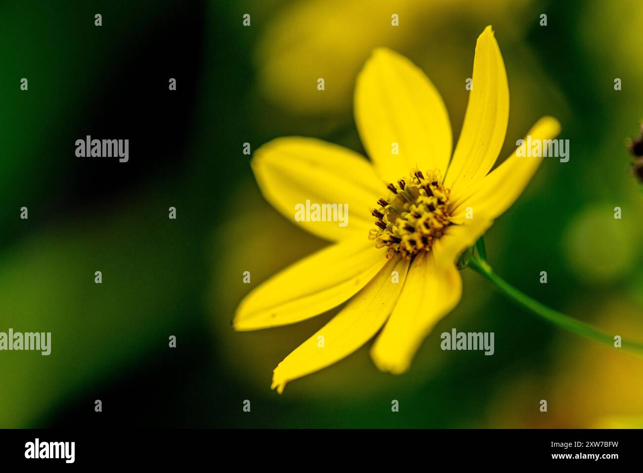 Coreopsis palmata (Asteraceae) Foto Stock