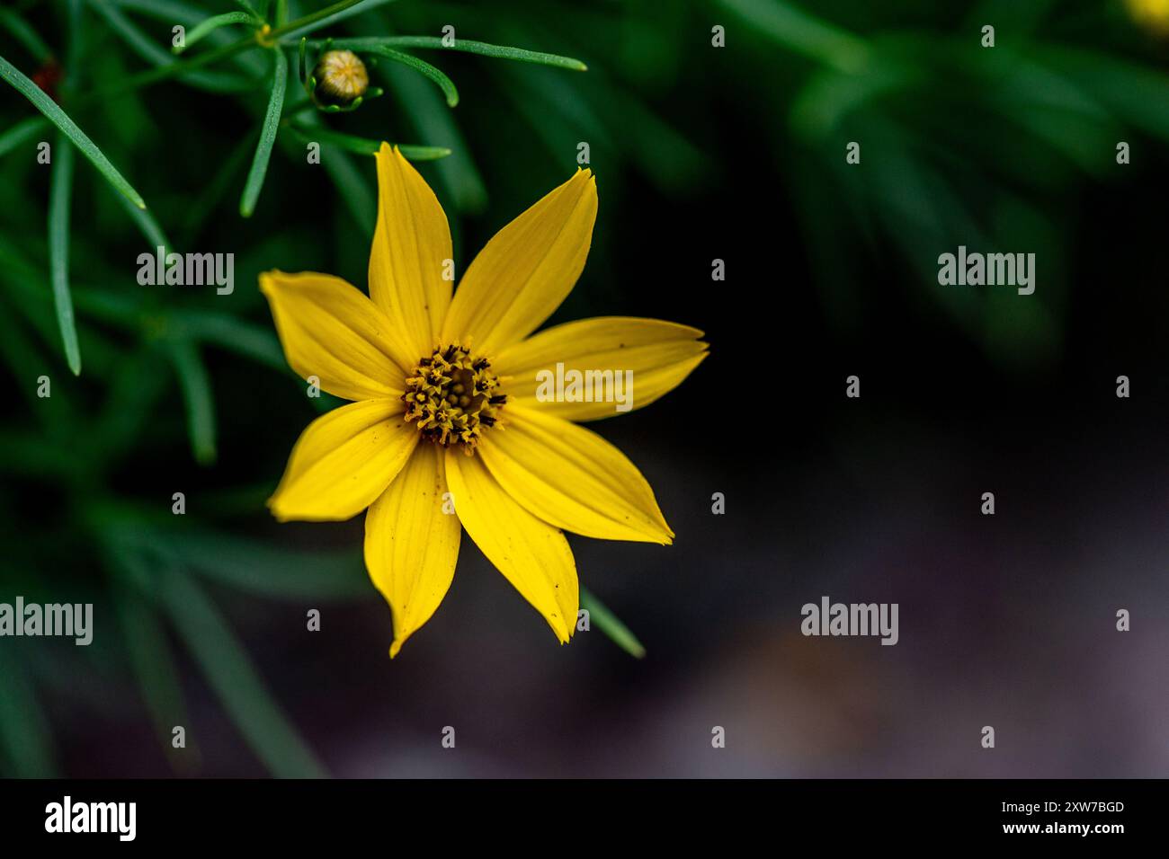 Coreopsis palmata (Asteraceae) Foto Stock