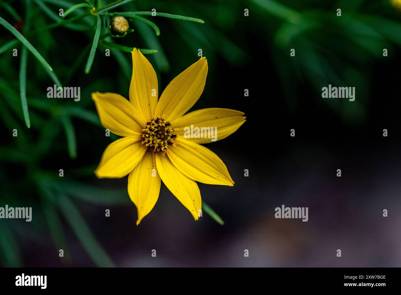 Coreopsis palmata (Asteraceae) Foto Stock