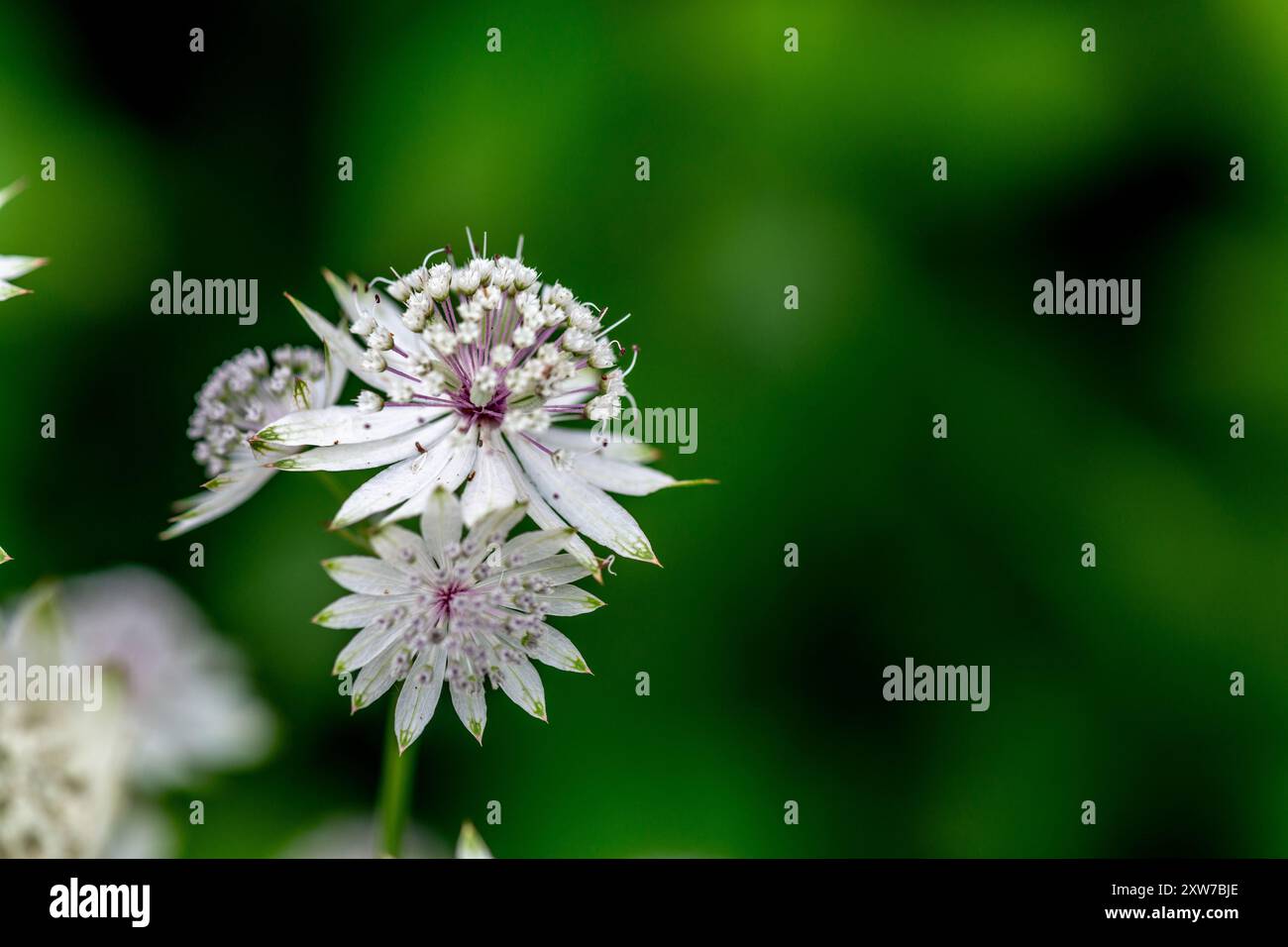 Astrantia Major (grande Masterwort) Foto Stock