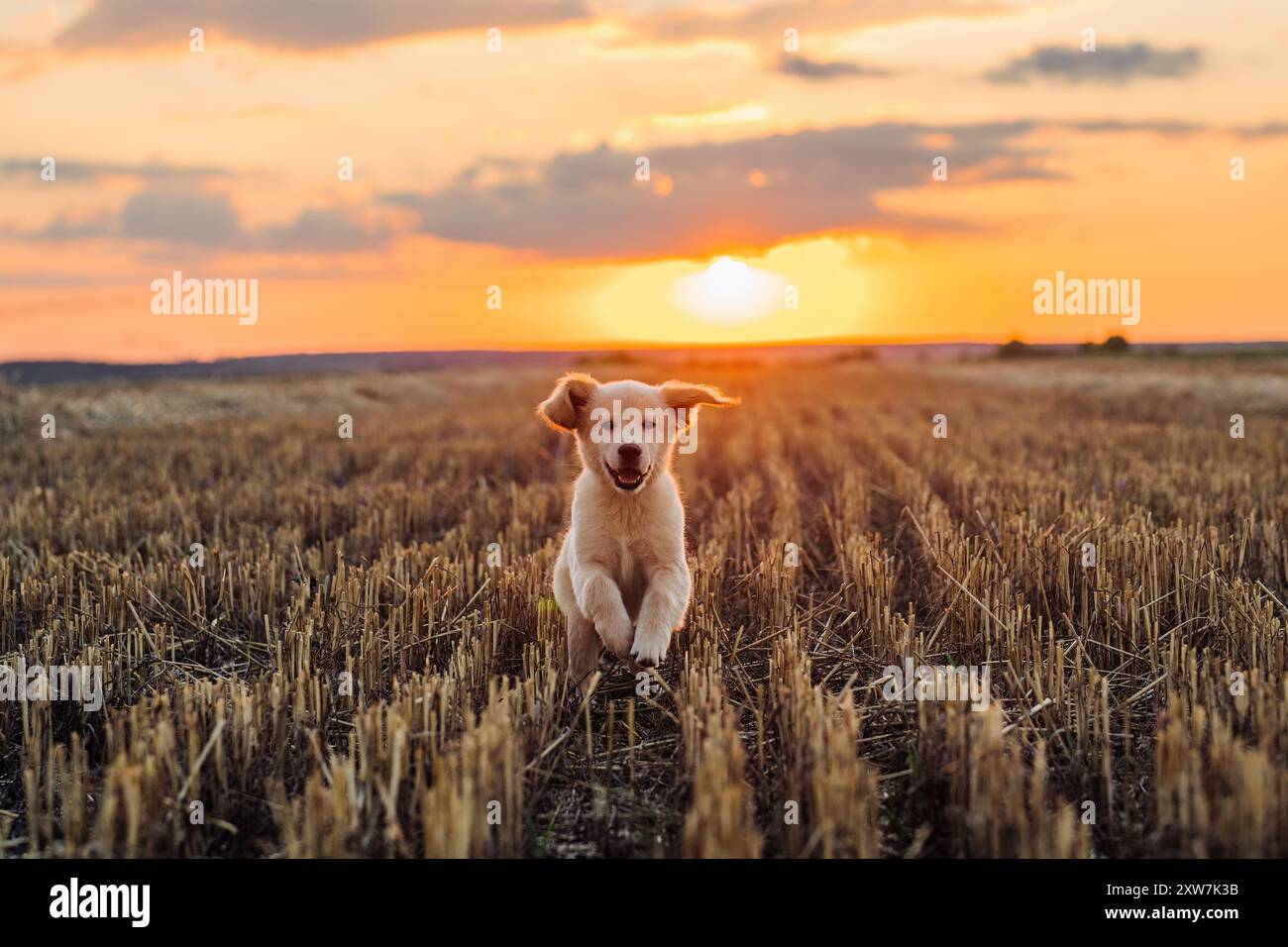 Autentico Portrait Tiny Pedigreed Golden Retriever Puppy che corre in Sunset Light Foto Stock