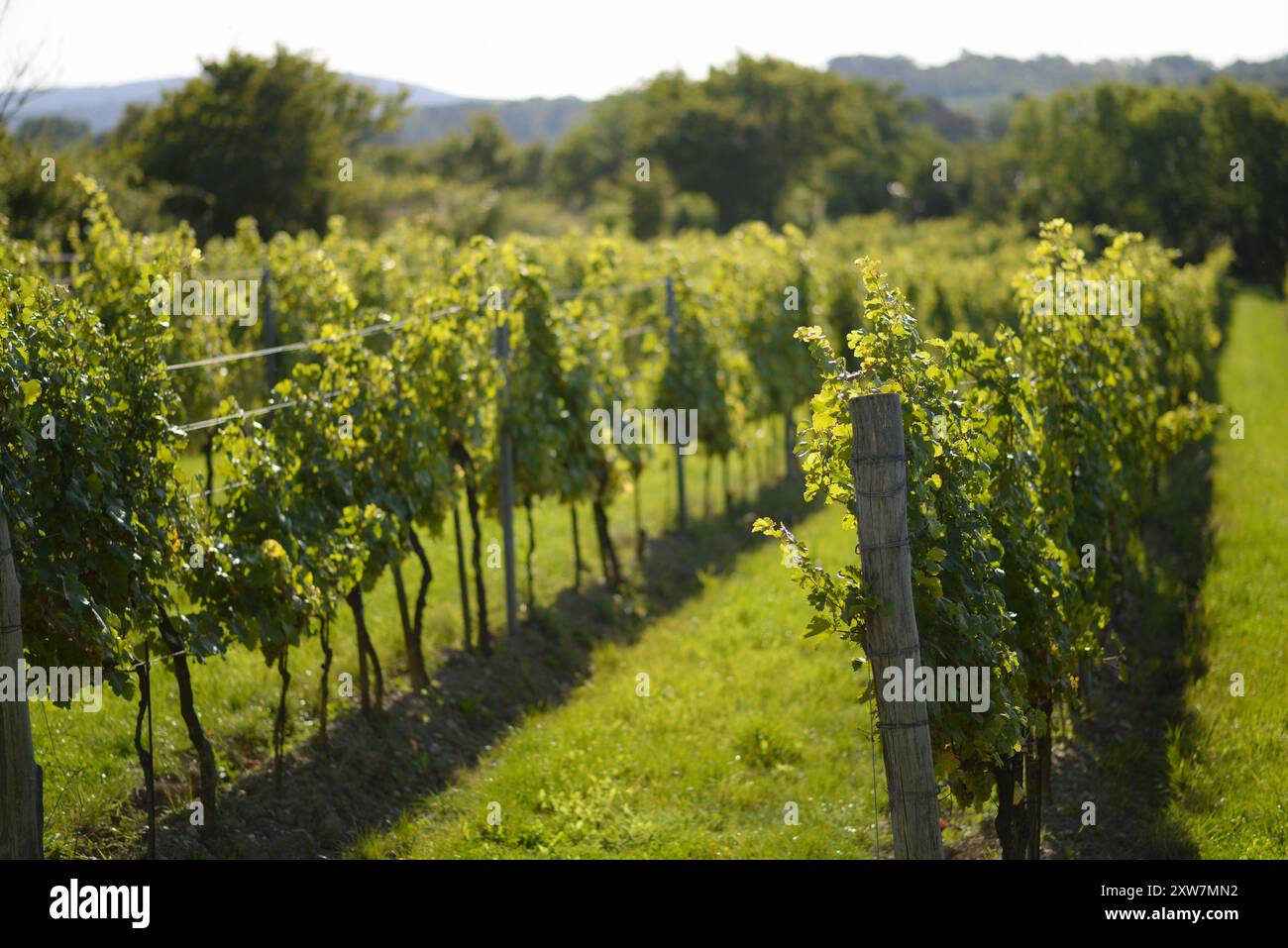 Filari di vigneti durante la stagione della vendemmia. Uva destinata alla produzione di vino nei vigneti di Vienna, sul monte Kahlenberg. Foto Stock