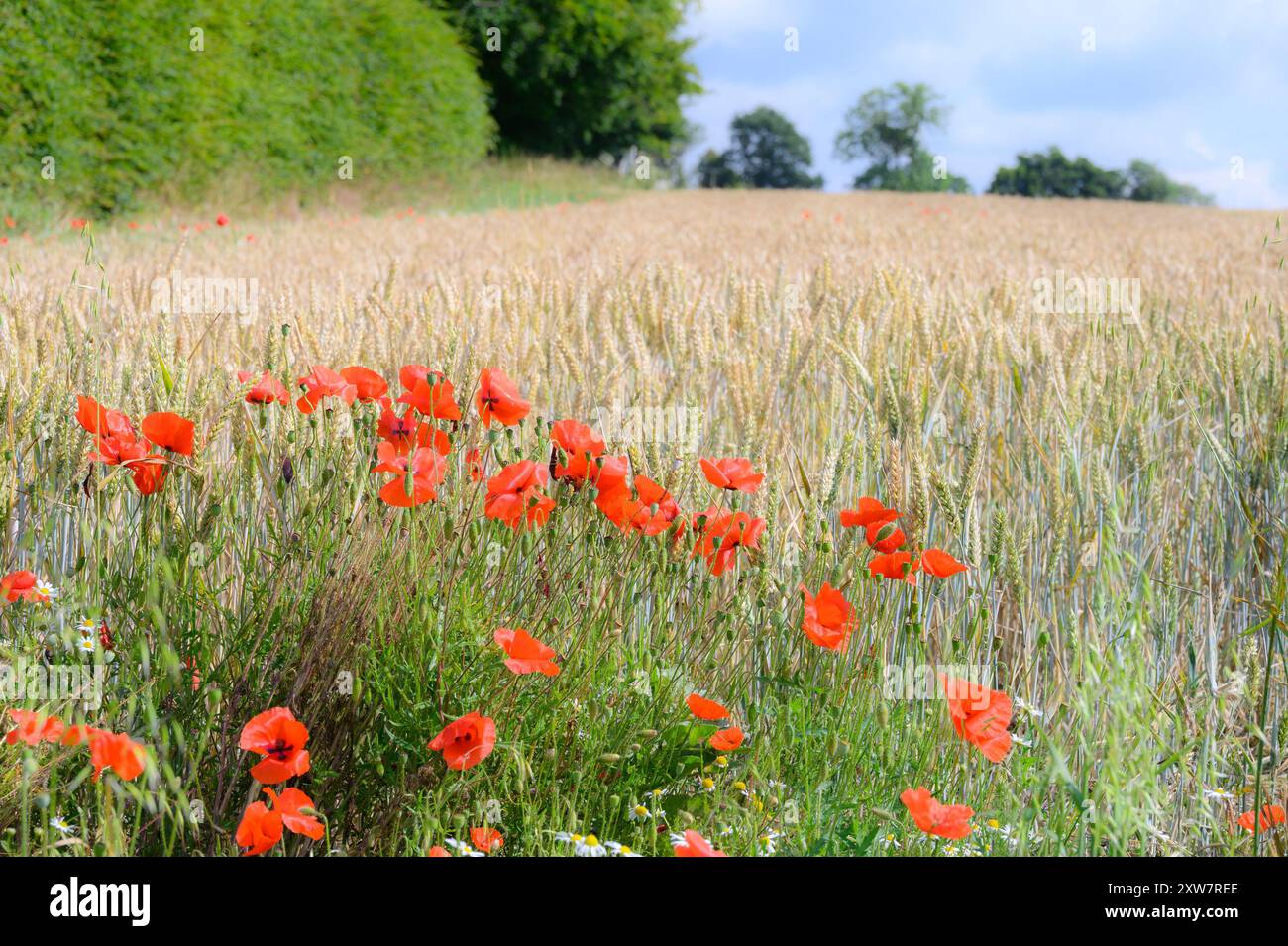 Red Field Poppies (Papaver rhoeas) che cresce nel campo arabile margine da un campo di orzo nel Kent, Regno Unito. Metà luglio Foto Stock