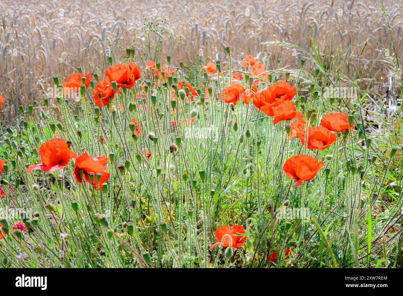 Papaveri di campo rosso (Papaver rhoeas) che crescono al margine di un campo di orzo. August, Kent, Regno Unito Foto Stock