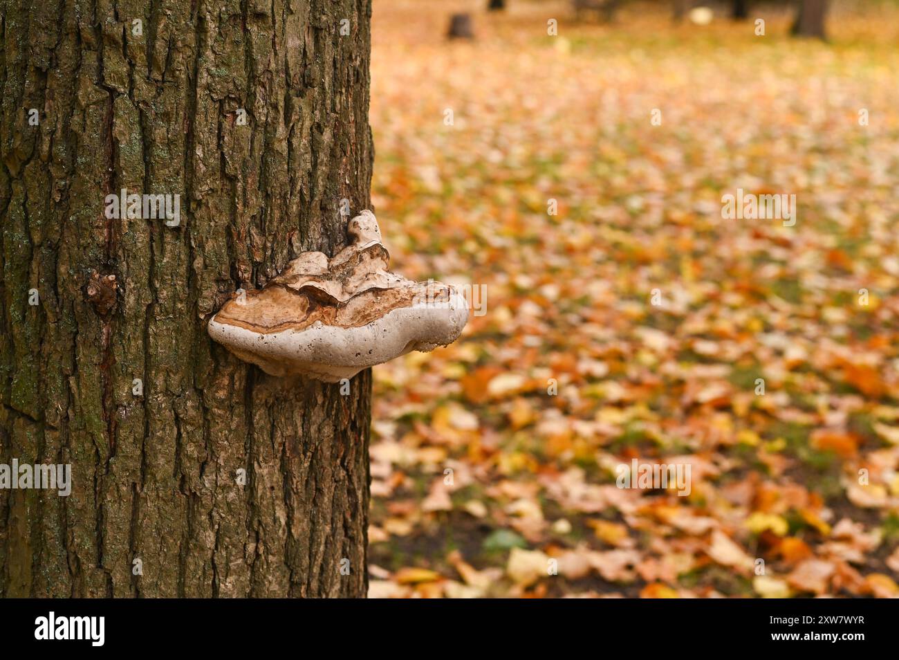 il fungo tinder cresce sul tronco di un albero Foto Stock