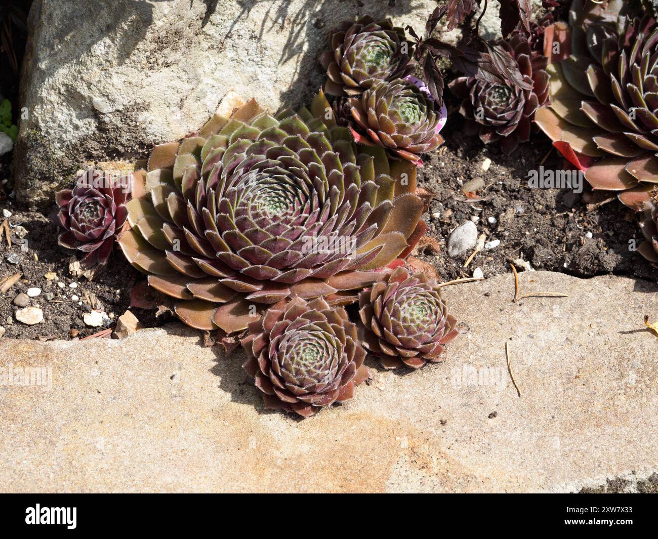Sempervivum Chick Charms Berry Bomb (galline e pulcini) Foto Stock