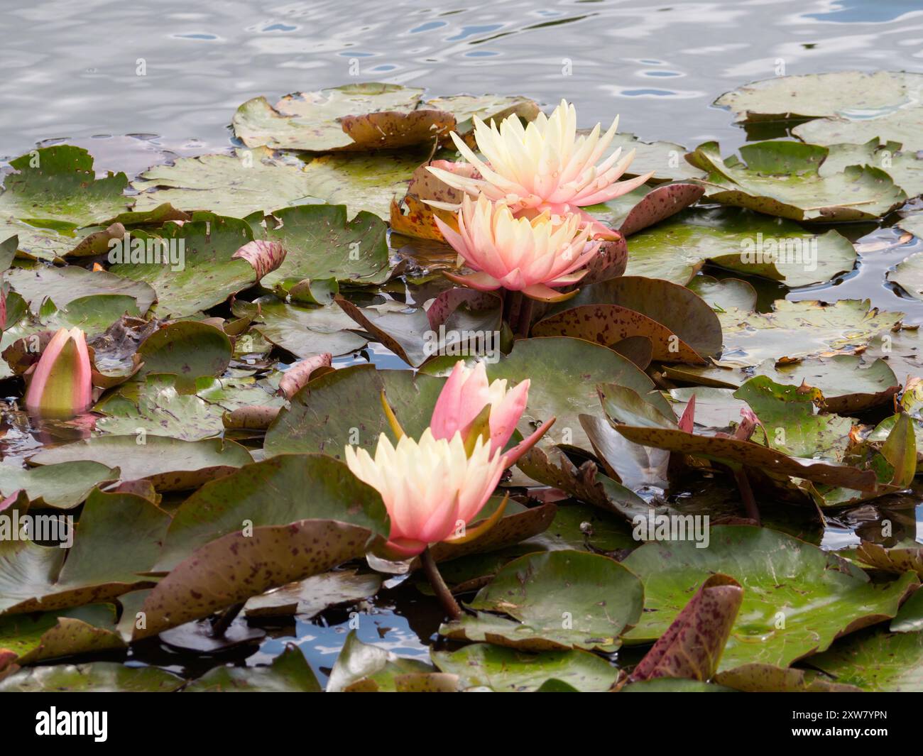 Nymphaea Sunny Pink Foto Stock