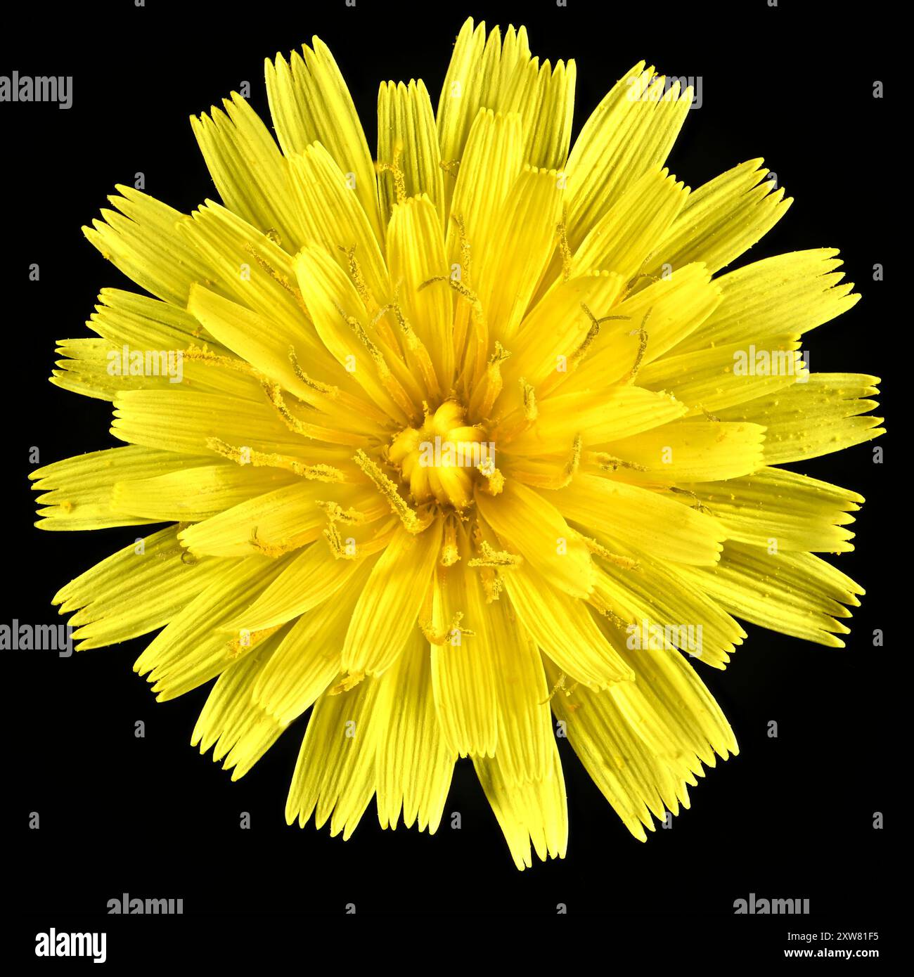 Scatto in studio (immagine impilata) di un fiore di alghe ricoperto di polline su sfondo nero Foto Stock