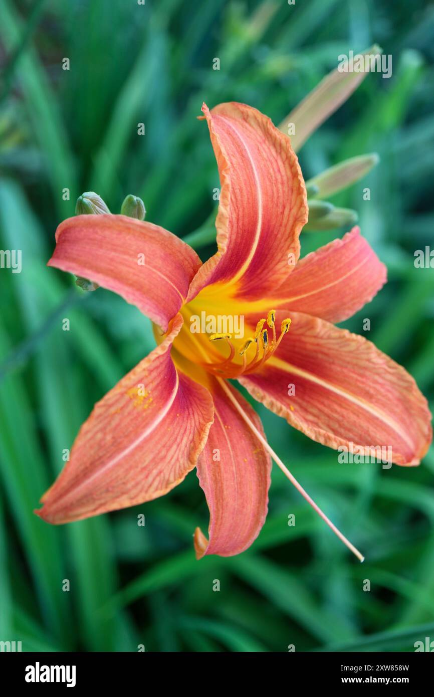 Arancione giorno con delicati petali e lunghi stami , Hemerocallis Fulva, giorno in verticale giardino, testa di fiori macro, bellezza in natura, floreale Foto Stock