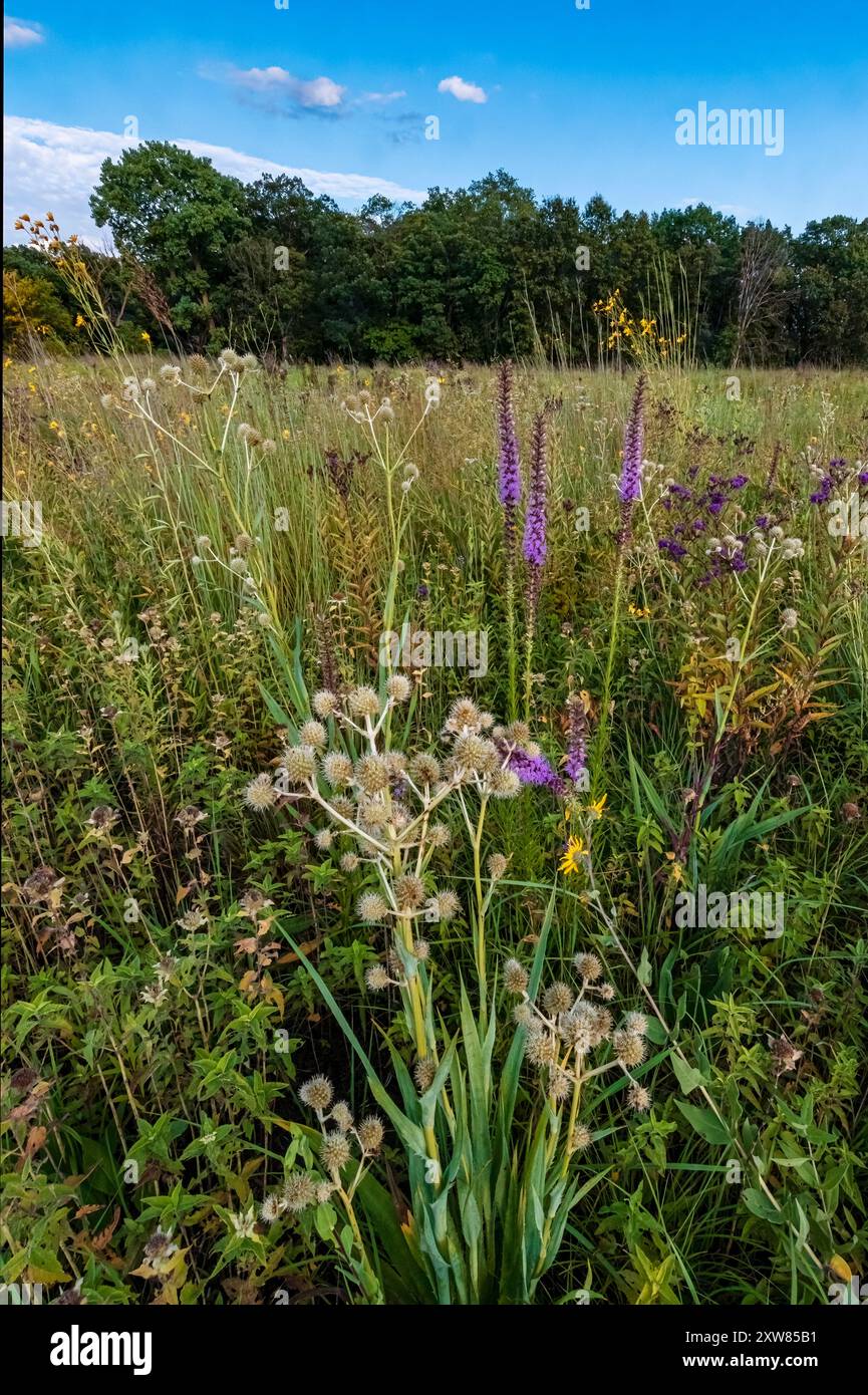 Rattlesnake Master e Blazing Star crescono nella prateria di Kankakee Sands Forest Preserve, Will County, Illinois Foto Stock