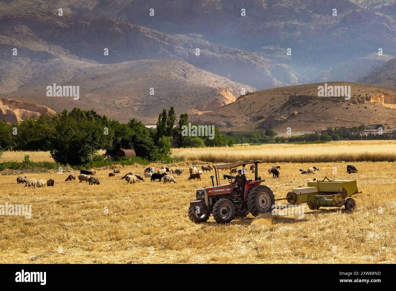 Trattore che lavora su terreni agricoli, shiraz, iran Foto Stock