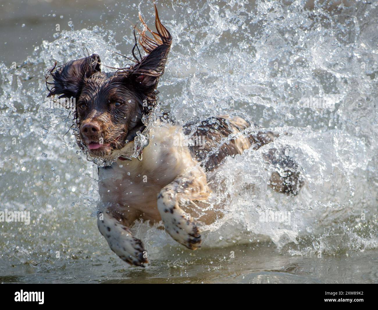 Un allegro Springer Spaniel nuota entusiasticamente nel mare alla spiaggia di CEI Bach, gettando l'acqua con energia gioiosa. Foto Stock