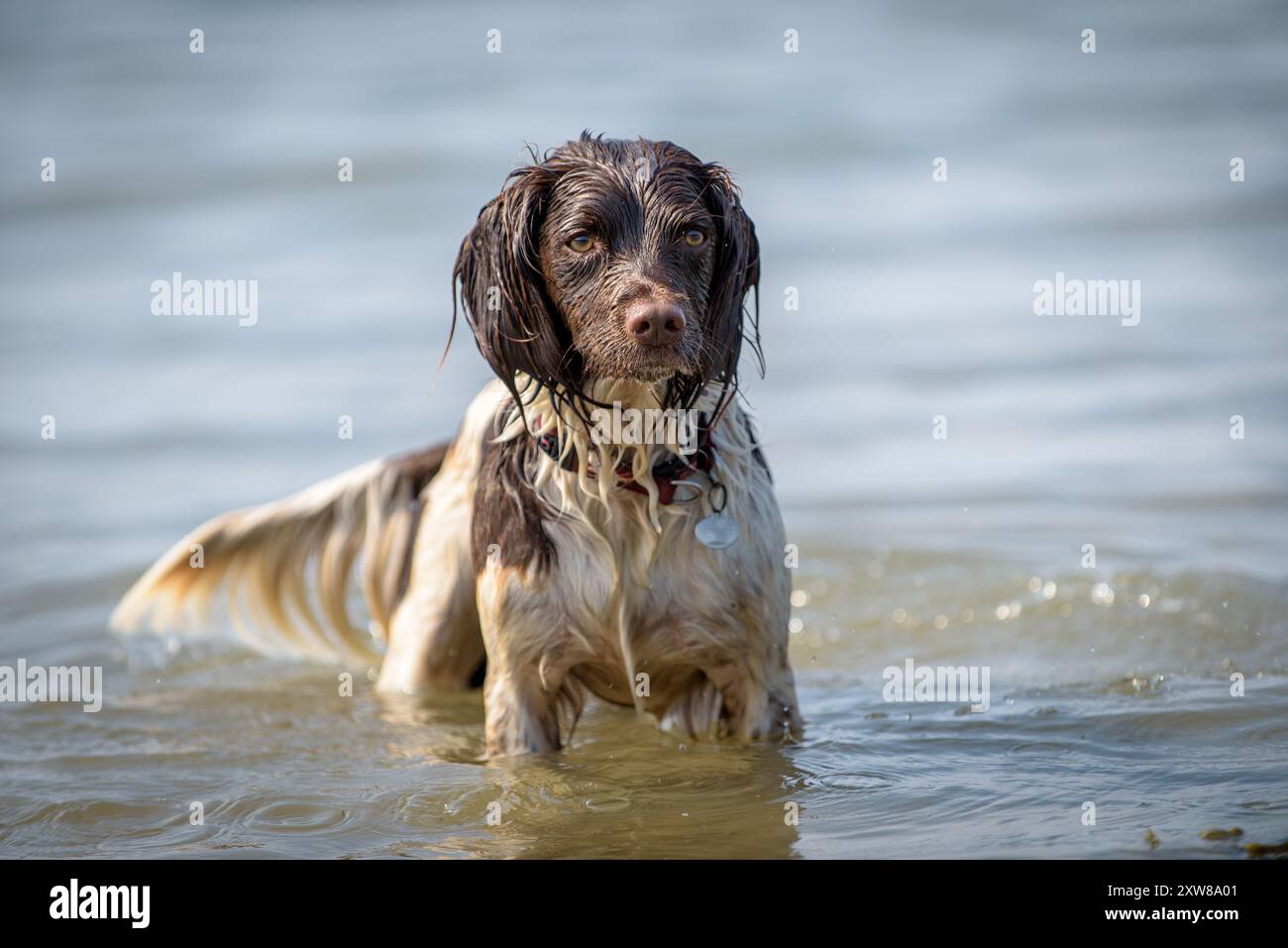 Uno spaniel springer attende attraverso le acque poco profonde di una spiaggia sabbiosa, gocce che brillano sulla sua pelliccia. Foto Stock