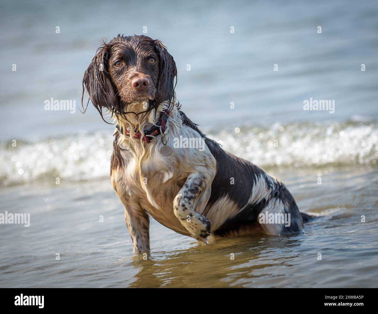 Lo Springer Spaniel ama giocare a surf, tuffarsi in acqua mentre è circondato dalla rilassante atmosfera della spiaggia. Foto Stock
