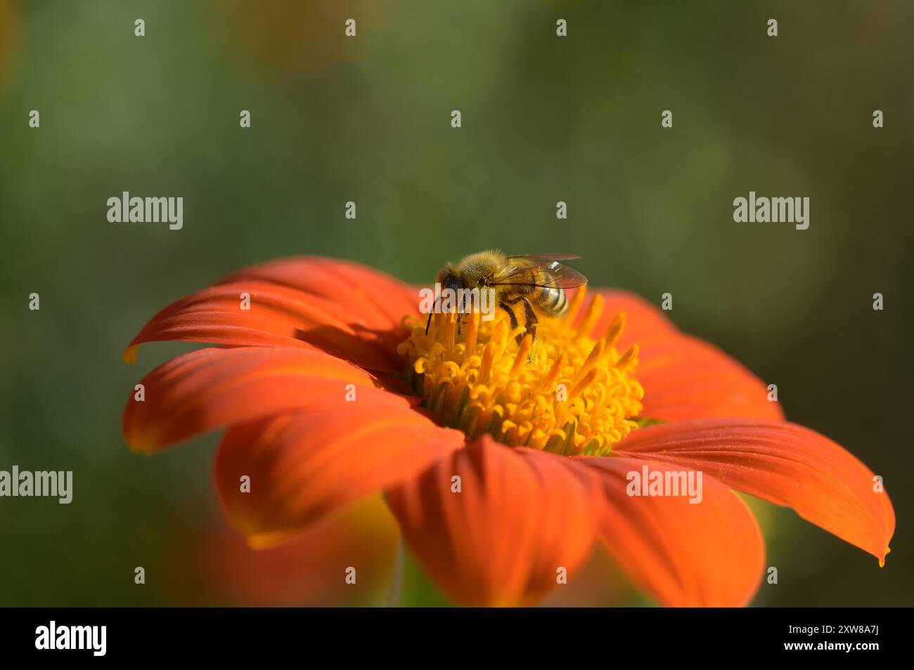 Un'ape operaia (Apis mellifera) su un girasole rosso messicano. I morbidi petali rossi donano una sensazione da sogno. Sfondo verde con spazio per la copia. Foto Stock