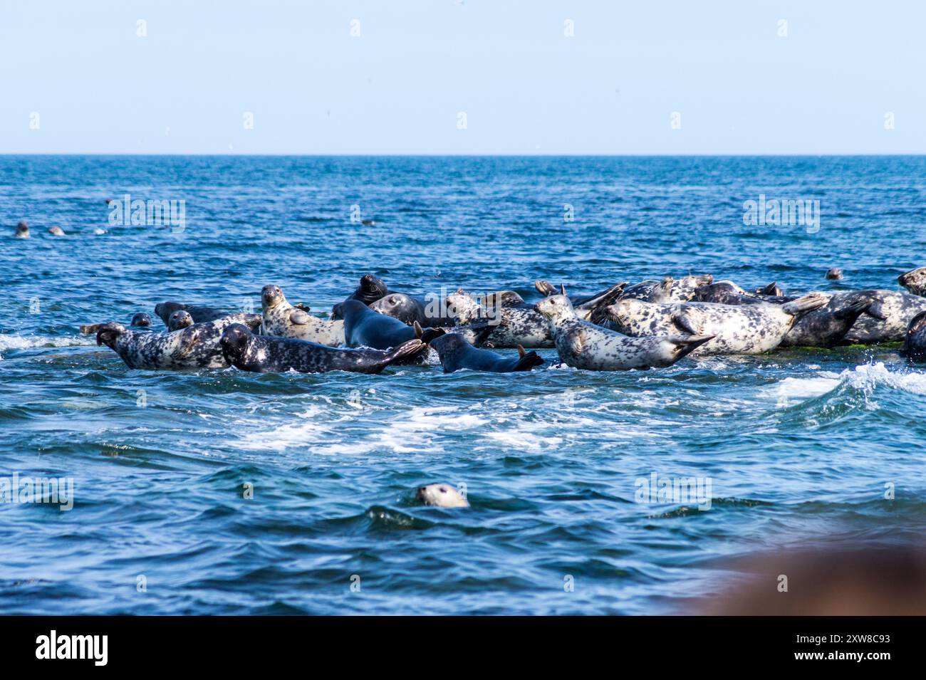 Colonia di foche, Coquet Island, Amble, Northumberland, Inghilterra Foto Stock
