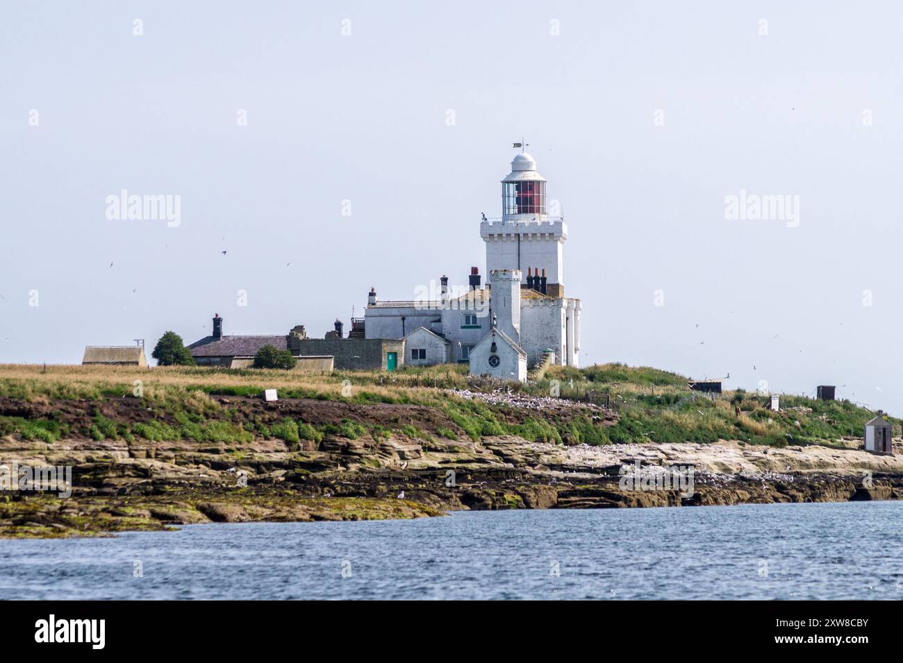 Coquet Island llghthouse e colonia di terna, Amble, Northumberland, Inghilterra Foto Stock